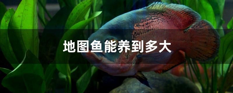 地圖魚能養(yǎng)到多大