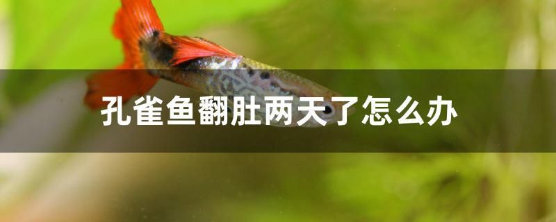 孔雀魚翻肚兩天了怎么辦 眼斑魚 第1張