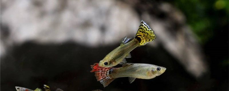 1米5的魚缸寬60好還是70好魚缸大小和什么有關(guān) 南美異形觀賞魚 第1張