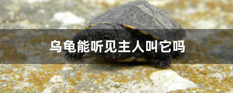 烏龜能聽見主人叫它嗎 非洲金鼓魚 第1張