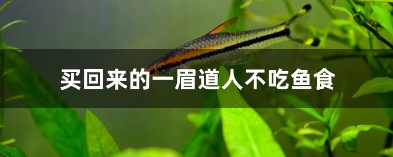 金龍魚掛面是哪里生產(chǎn)的?。ń瘕堲~掛面廠家在哪里） 巴西亞魚 第1張