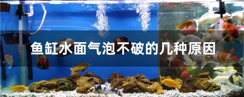 魚缸水面氣泡不破的幾種原因 印尼虎苗 第1張