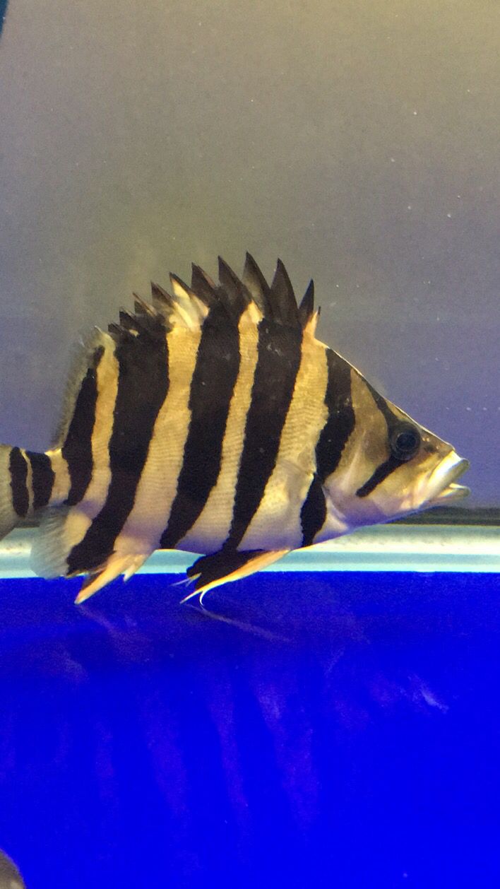 鷹潭觀賞魚水族館地址(鷹潭觀賞魚水族館地址查詢) 巴西亞魚苗 第1張