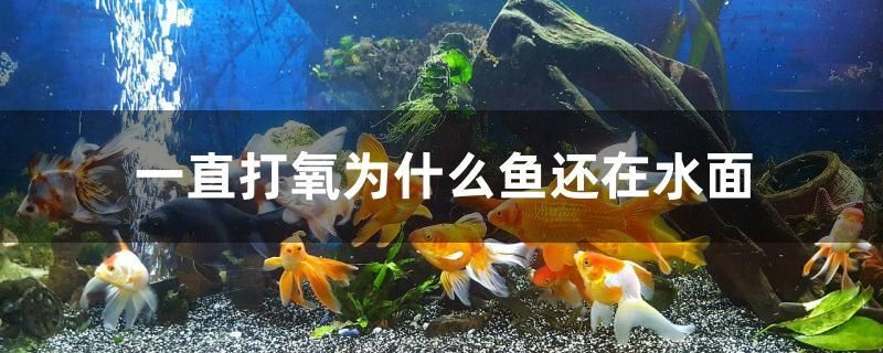 一直打氧為什么魚還在水面