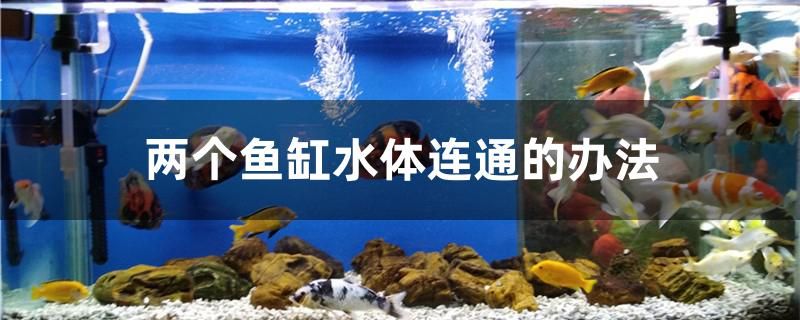 兩個(gè)魚缸水體連通的辦法是什么 粗線銀版魚 第1張