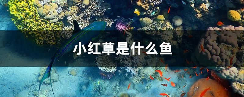 小紅草是什么魚