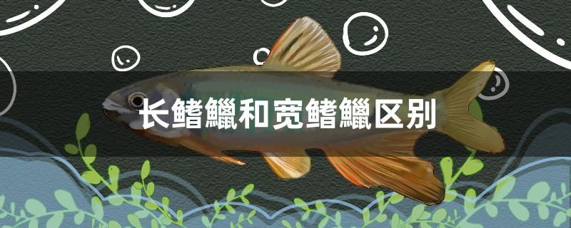 長鰭鱲和寬鰭鱲區(qū)別有哪些 南美異型魚 第1張