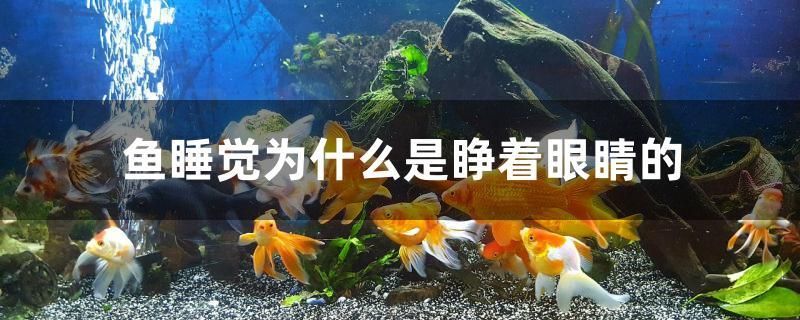 魚睡覺為什么是睜著眼睛的 造景/裝飾 第1張