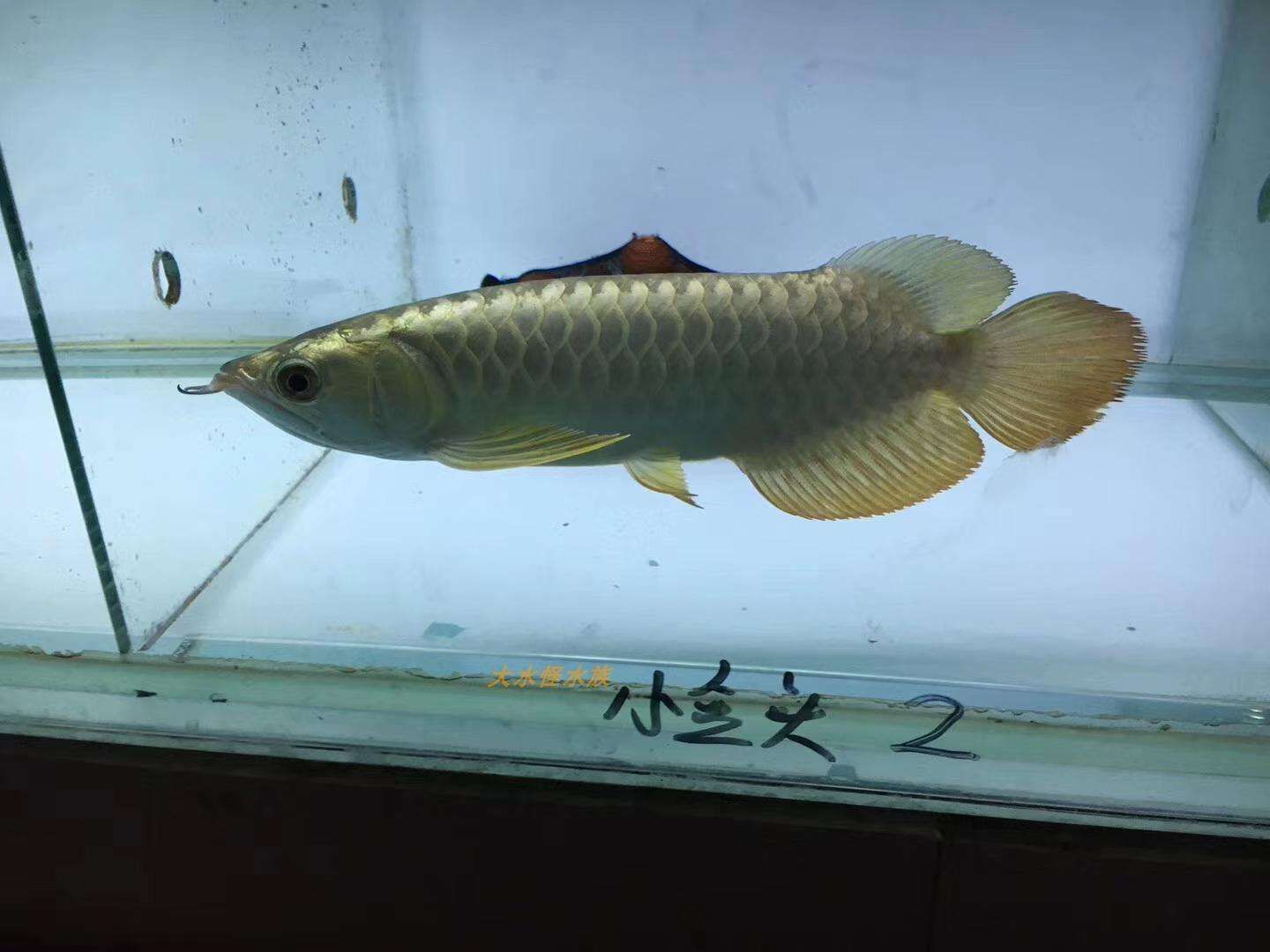 金龍魚發(fā)色需要什么條件才能染(金龍魚發(fā)色需要什么條件才能染成黑色) 生態(tài)瓶/創(chuàng)意缸/桌面微景缸 第2張