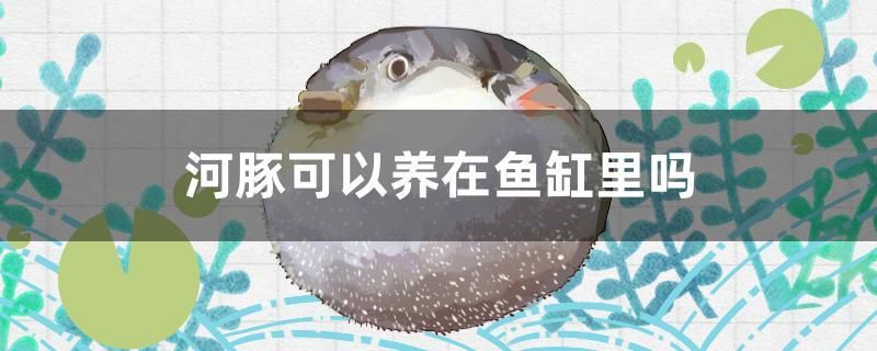 河豚可以養(yǎng)在魚缸里嗎 祥龍藍珀金龍魚 第1張