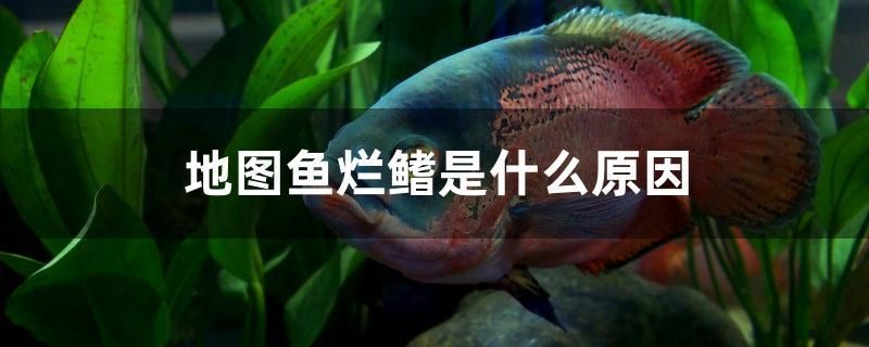 地圖魚爛鰭是什么原因