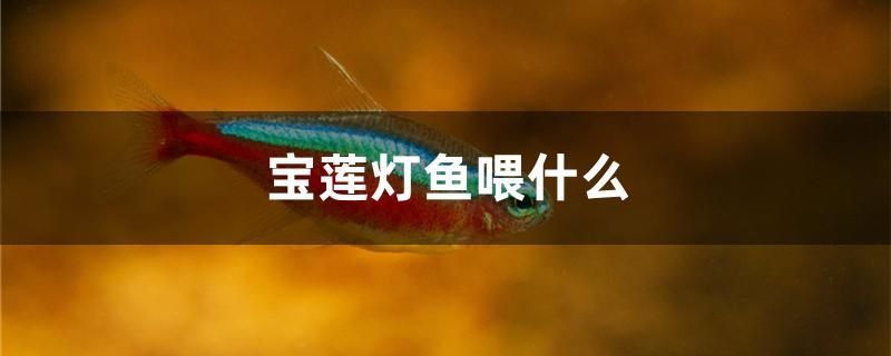 寶蓮燈魚喂什么 星點金龍魚 第1張