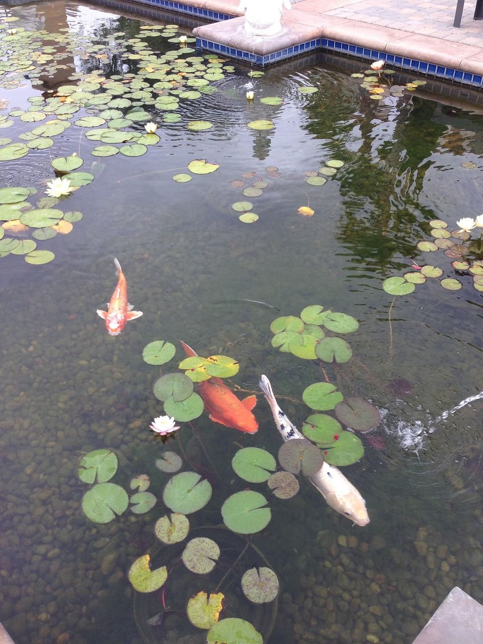 原平哪里賣魚(yú)缸好（原平花鳥(niǎo)魚(yú)市） 三間鼠魚(yú) 第2張