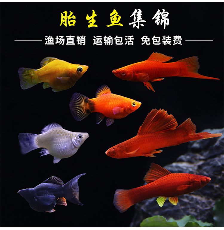 十種溫順的小型觀賞魚(yú)圖片及價(jià)格(十種溫順的小型觀賞魚(yú)圖片及價(jià)格大全) 龍魚(yú)批發(fā) 第2張