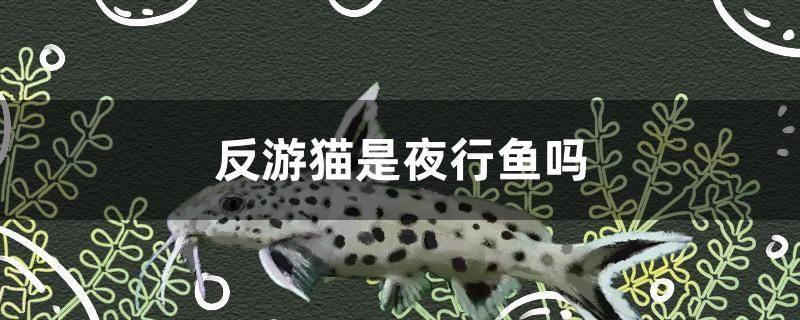 反游貓是夜行魚(yú)嗎 馬拉莫寶石魚(yú) 第1張