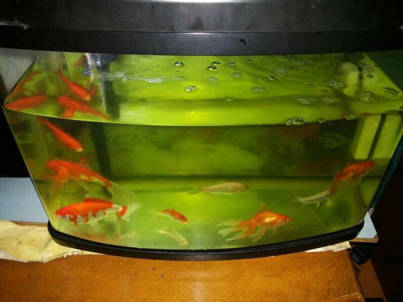 魚缸的水變黃怎么辦(魚缸的水變黃怎么辦呢) 速倍妥魚糧魚藥 第1張