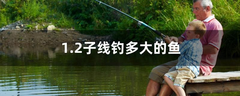 1.2子線釣多大的魚 祥龍魚藥系列 第1張