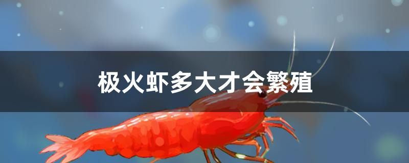 極火蝦多大才會繁殖 飛鳳魚苗 第1張