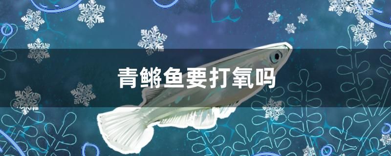 青鳉魚要打氧嗎