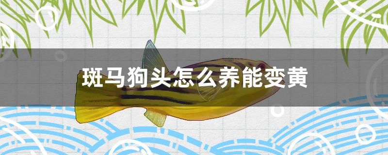 斑馬狗頭怎么養(yǎng)能變黃 白子黑帝王魟魚 第1張