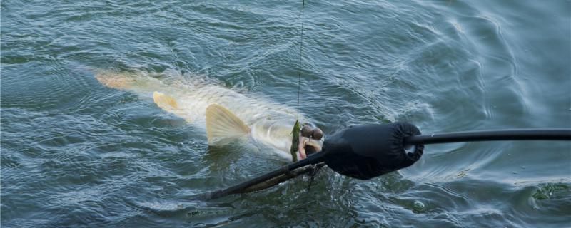 釣鯉魚用什么魚鉤最好用什么魚竿最好 可麗愛魚缸 第1張