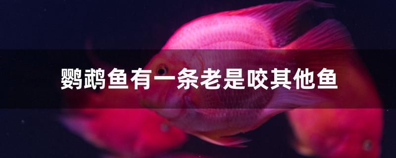 鸚鵡魚有一條老是咬其他魚