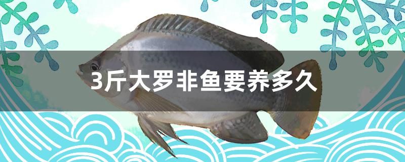 3斤大羅非魚要養(yǎng)多久 短身紅龍魚 第1張