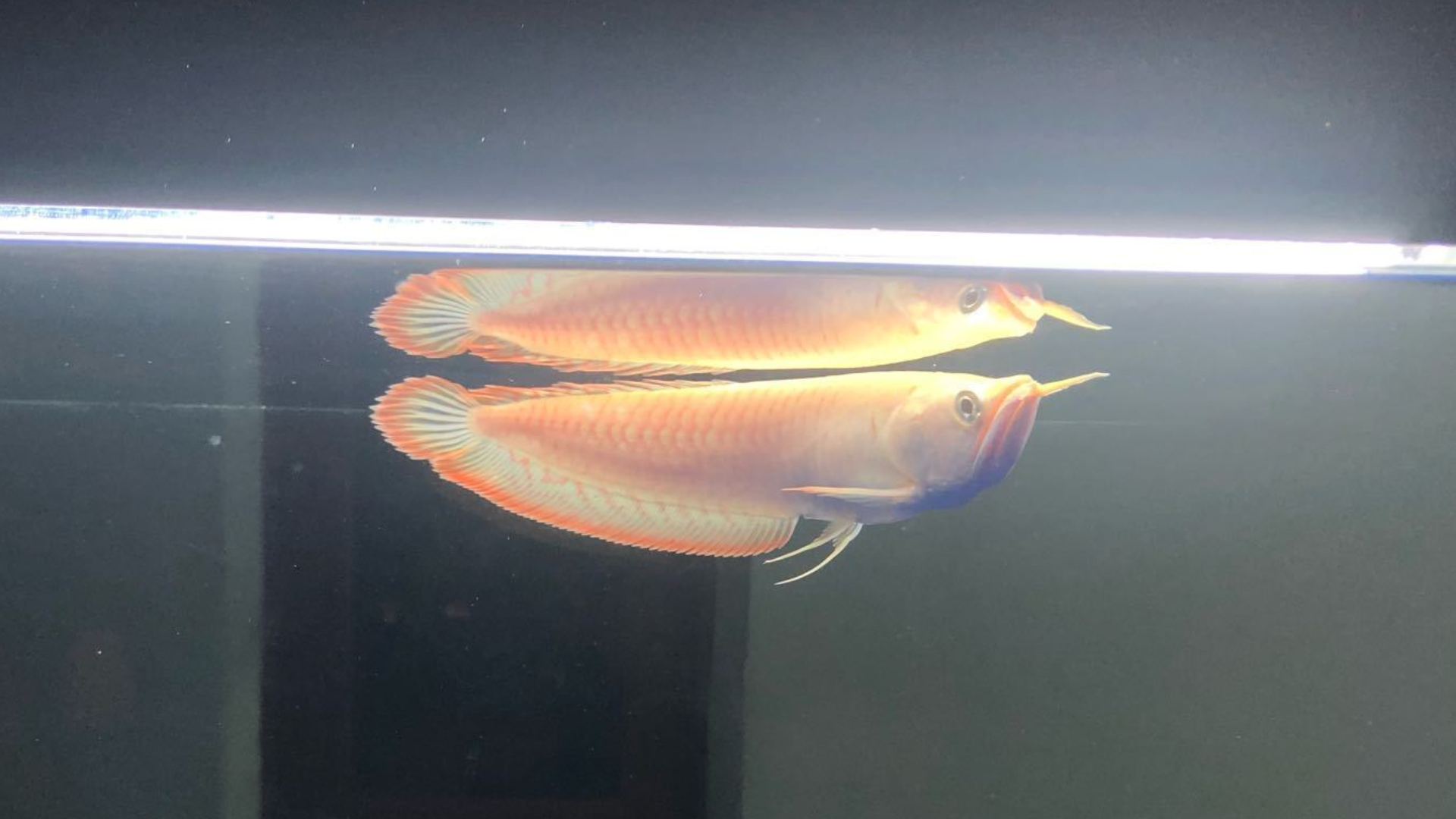 銀龍魚下崽(最正確的銀龍魚飼養(yǎng)方法) 短身紅龍魚 第2張