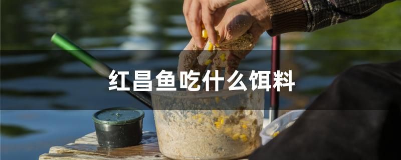 紅昌魚吃什么餌料