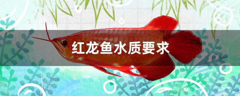 紅龍魚水質(zhì)要求