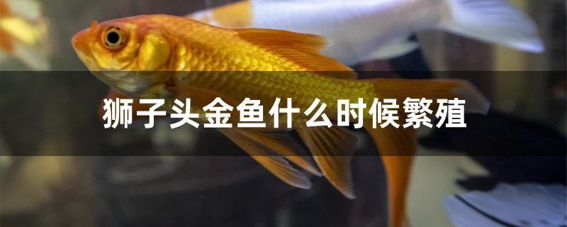 獅子頭金魚什么時候繁殖