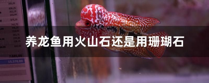 養(yǎng)龍魚(yú)用火山石還是用珊瑚石 細(xì)線銀板魚(yú)苗 第1張