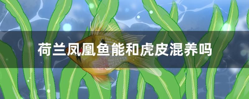 荷蘭鳳凰魚能和虎皮混養(yǎng)嗎 黃金河虎魚 第1張