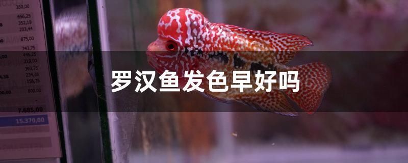 羅漢魚發(fā)色早好嗎