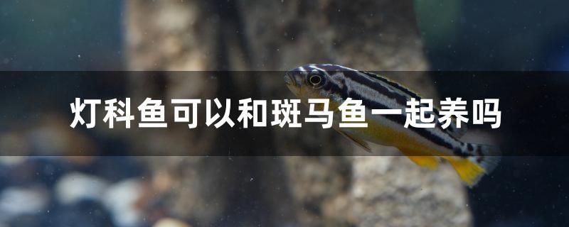 燈科魚可以和斑馬魚一起養(yǎng)嗎