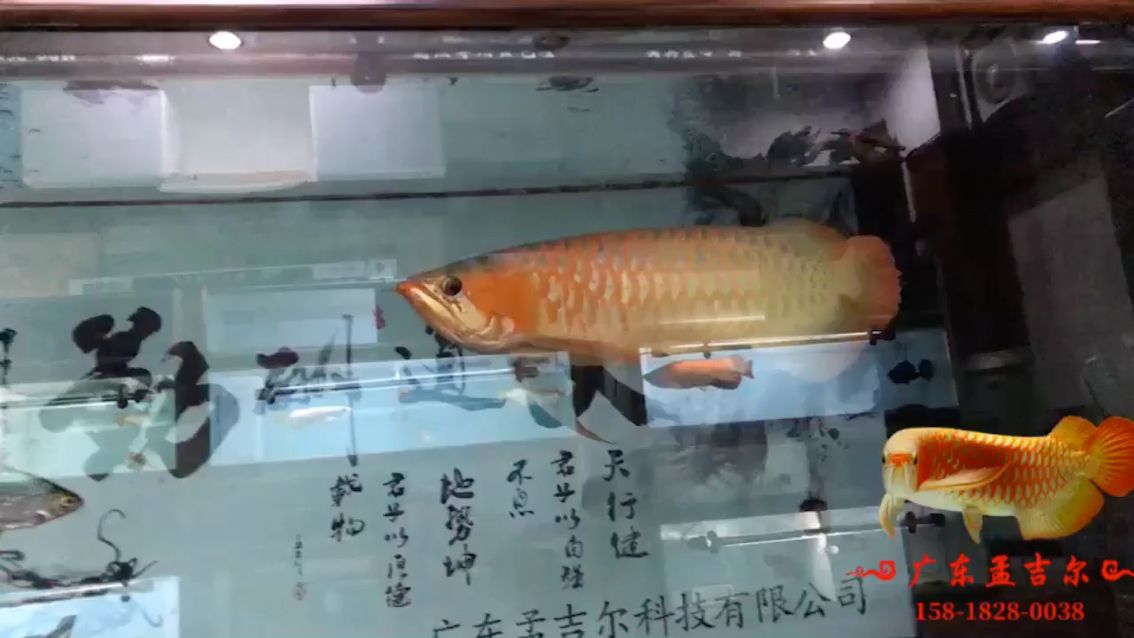 孟吉爾 萬吉??廣東孟吉爾持魚