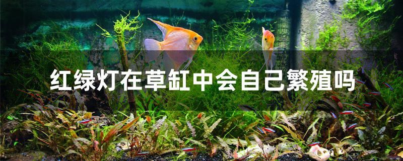 濮陽二手魚缸轉(zhuǎn)讓信息網(wǎng)（ 濮陽二手閑置物品交易網(wǎng)） 粗線銀版魚苗