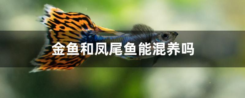 金魚和鳳尾魚能混養(yǎng)嗎 銀河星鉆魚 第1張