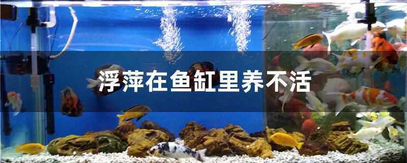 浮萍在魚缸里養(yǎng)不活嗎