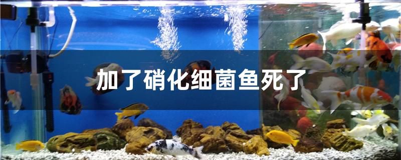 加了硝化細菌魚死了是什么原因