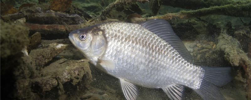 釣鯽魚的最佳時(shí)間是什么時(shí)候最適溫度是多少度 豹紋夫魚苗 第1張