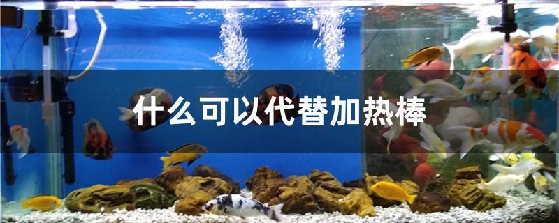 魚(yú)缸養(yǎng)什么不用打理：魚(yú)缸放什么不用經(jīng)常清洗 其他益生菌