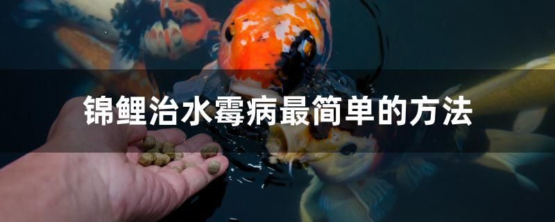 錦鯉治水霉病最簡單的方法是什么 廣州水族批發(fā)市場 第1張