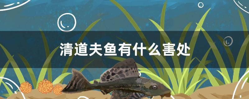 清道夫魚有什么害處