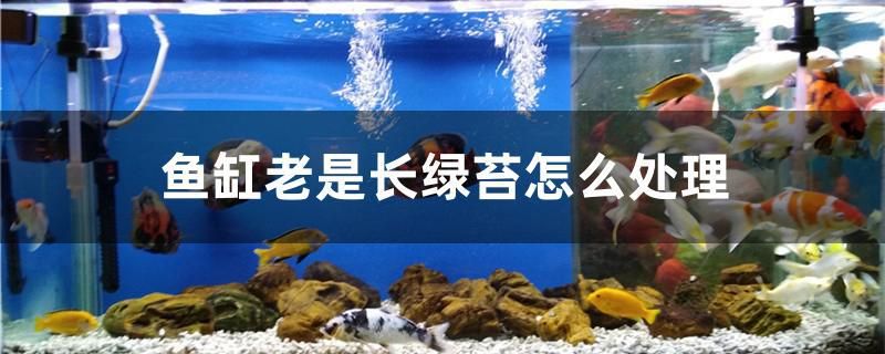 魚缸老是長綠苔怎么處理