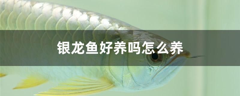 濰坊魚缸哪里便宜好賣點(diǎn)的（濰坊魚缸哪里便宜好賣點(diǎn)的魚） 觀賞魚疾病 第1張