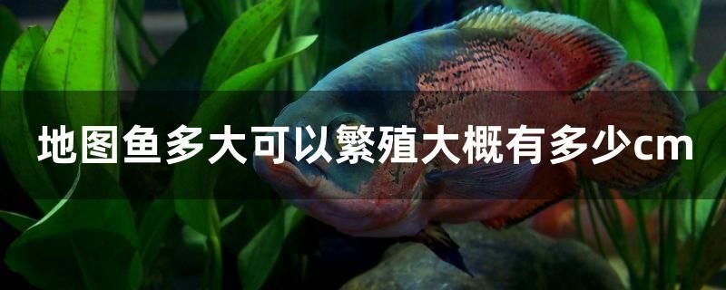 地圖魚多大可以繁殖大概有多少cm