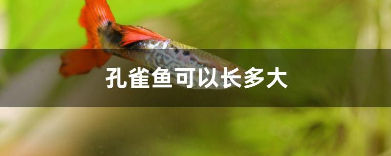 孔雀魚(yú)可以長(zhǎng)多大