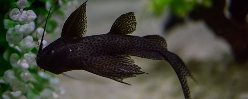 帆布魚池可以露天養(yǎng)魚嗎帆布魚池雨天要注意什么 哥倫比亞巨暴魚苗 第1張