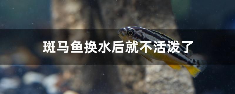 斑馬魚換水后就不活潑了 南美異型魚 第1張